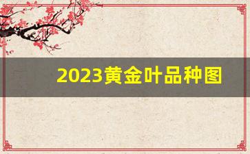 2023黄金叶品种图片及价格-黄金叶所有品种图片价格