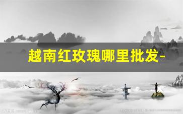 越南红玫瑰哪里批发-红玫瑰批发要多少钱